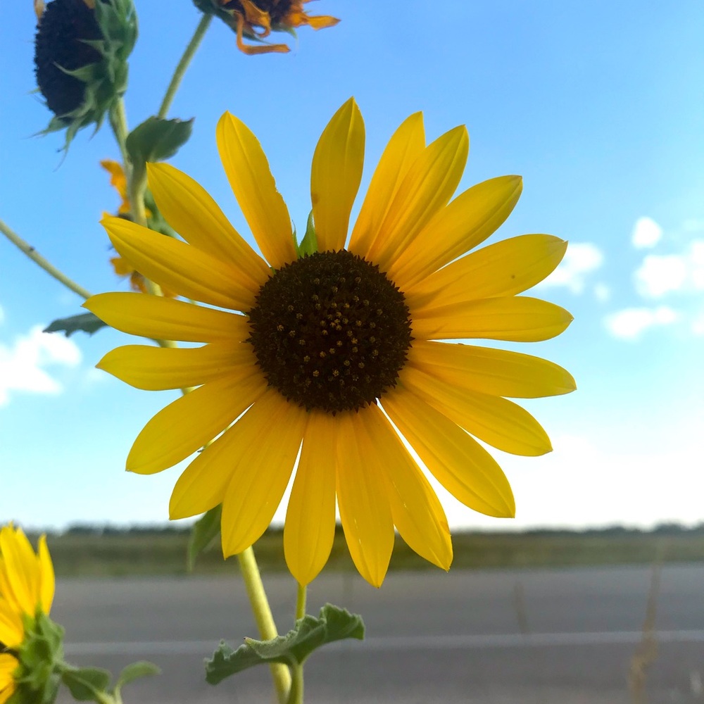 Meet your Posher, Audrey